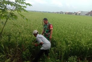 Bersama Petani Babinsa Pantau Perkembangan Tanam Padi
