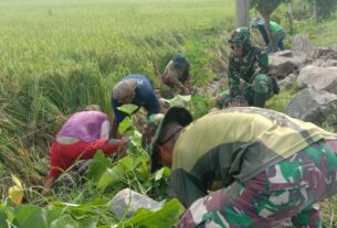 Cuaca Cerah Anggota Satgas TMMD & Warga Kebut Kerjaan Talud