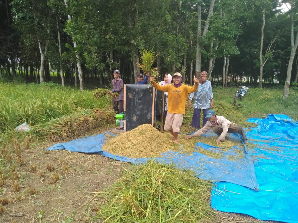 Sejumlah Petani Padi di Tubaba Mulai Penen Namun Harga Gabah Merosot