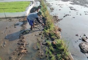 Babinsa Bantu Pembuatan Pematang Sawah Demi Suksesnya Bercocok Tanam