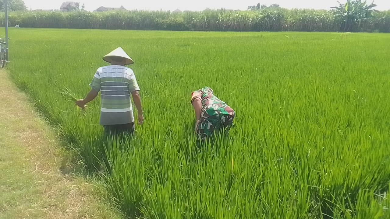 Upsus, Babinsa Dampingi Petani Penyiangan Tanaman Padi