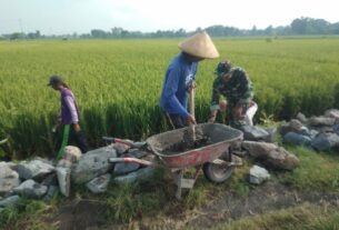 Bersama Warga, Babinsa Gotong Royong Bangun Talud Irigasi