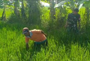 Dukung Hanpangan Babinsa Bantu Bersihkan Gulma Milik Petani