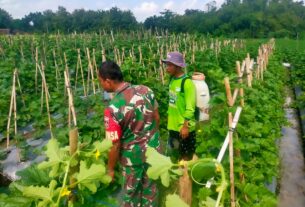 Peduli Dengan Petani Holtikultura, Babinsa Motivasi Petani Melon