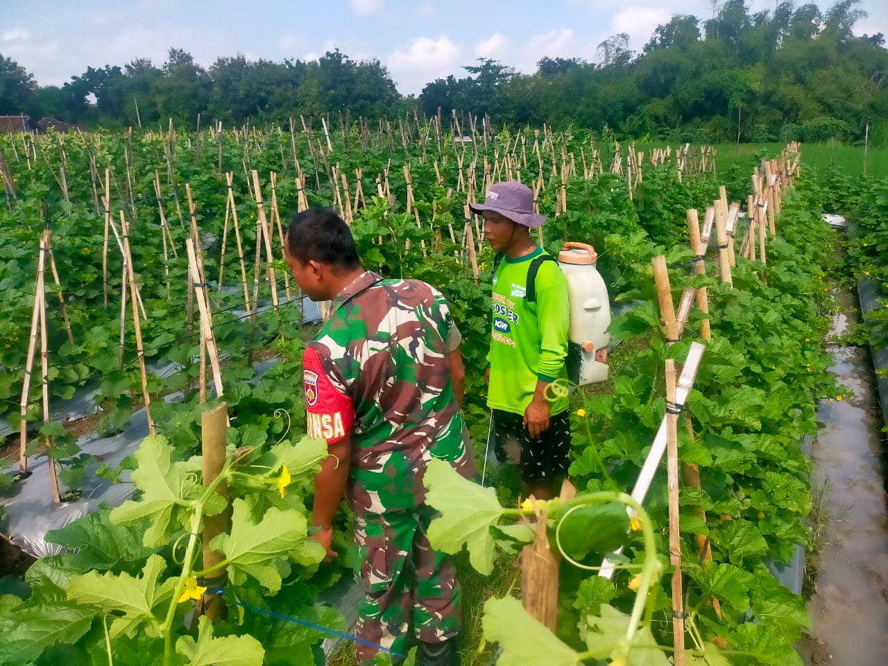Peduli Dengan Petani Holtikultura, Babinsa Motivasi Petani Melon