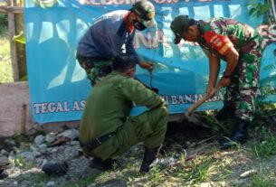 Kurangi Pemanasan Global, Babinsa Banjarsari Bersama Satlinmas Laksanakan Penanaman Pohon