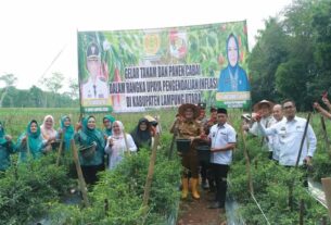 Pj. Bupati Lampura turun andil ikut panen raya Padi, Jagung, dan Cabai