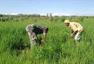 Semakin Dicintai Rakyat, Babinsa Bantu Petani Penyiangan Rumput