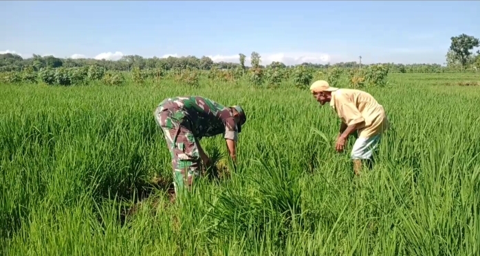 Semakin Dicintai Rakyat, Babinsa Bantu Petani Penyiangan Rumput