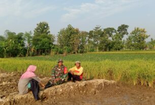 Babinsa Terjun Ke Sawah Beri Motivasi Petani