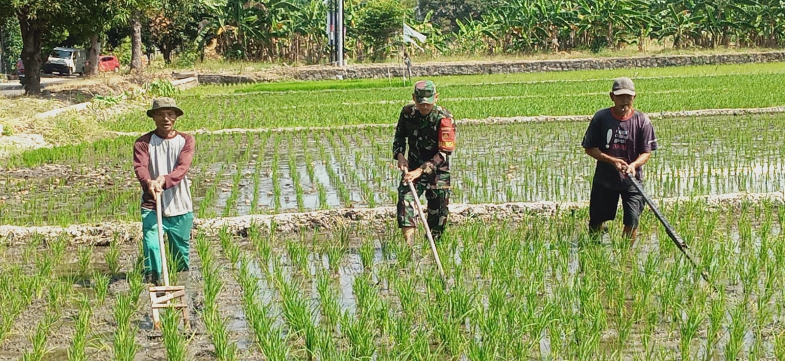 Dukung Ketahanan Pangan, Babinsa Karangasem Tak Segan Turun Ke Sawah Dampingi Petani