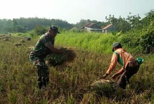 Turun Tangan Langsung Sertu Joko Bantu Panen Padi
