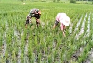 Babinsa Bantu Pemiliharaan Tanaman Padi Dengan Ikut Cabuti Gulma