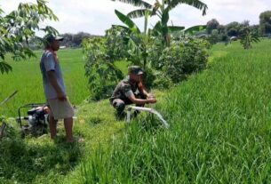 Babinsa Bantu Pengairan Sawah Guna Optimalkan Keberhasilan Panen Padi