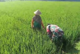 Babinsa Berjibaku dengan Gulma, Dorong Meningkatnya Hasil Panen Petani