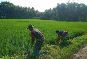 Terjun Langsung ke Sawah, Serma Sugiyo Bantu Petani Cabuti Rumput