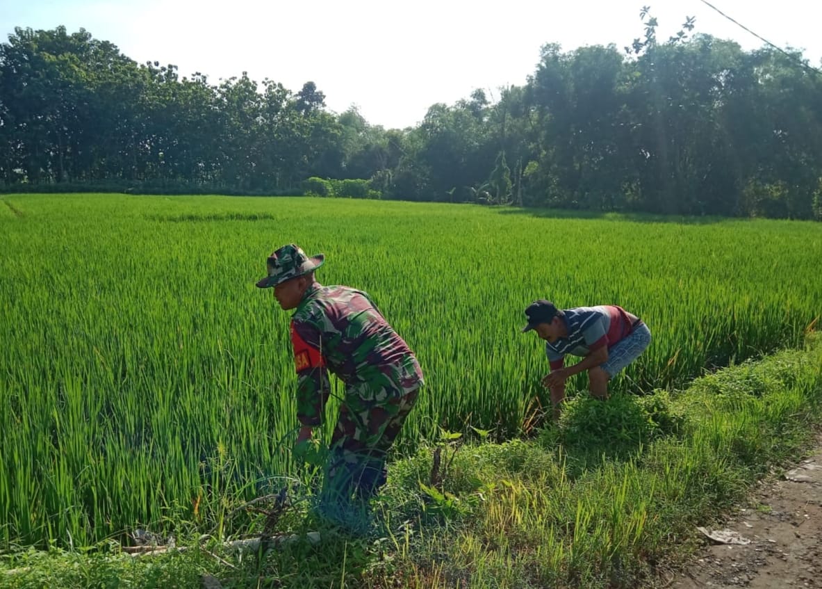 Terjun Langsung ke Sawah, Serma Sugiyo Bantu Petani Cabuti Rumput