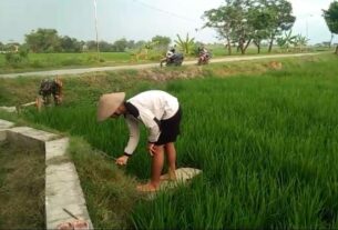 Babinsa Turun Sawah, Bantu Petani Cabut Rumput Pengganggu