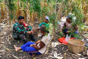 Soal Ketahanan Pangan,Babinsa Juwangi Juga Motivasi Kepada Petani Jagung