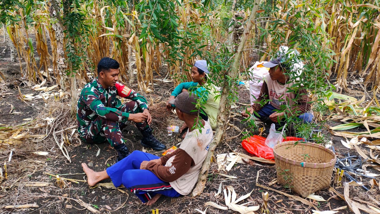 Soal Ketahanan Pangan,Babinsa Juwangi Juga Motivasi Kepada Petani Jagung