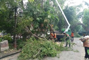 Babinsa Purwosari Bersama DLH Laksanakan Pemangkasan Cabang Pohon Yang Rapuh, Ini Tujuannya