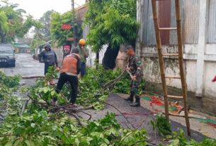Sigap Dan Gerak Cepat, Babinsa Laweyan Bersama Damkar Dan BPBD, Serta Warga Gotong Royong Evakuasi Pohon Tumbang di Wilayah Binaan