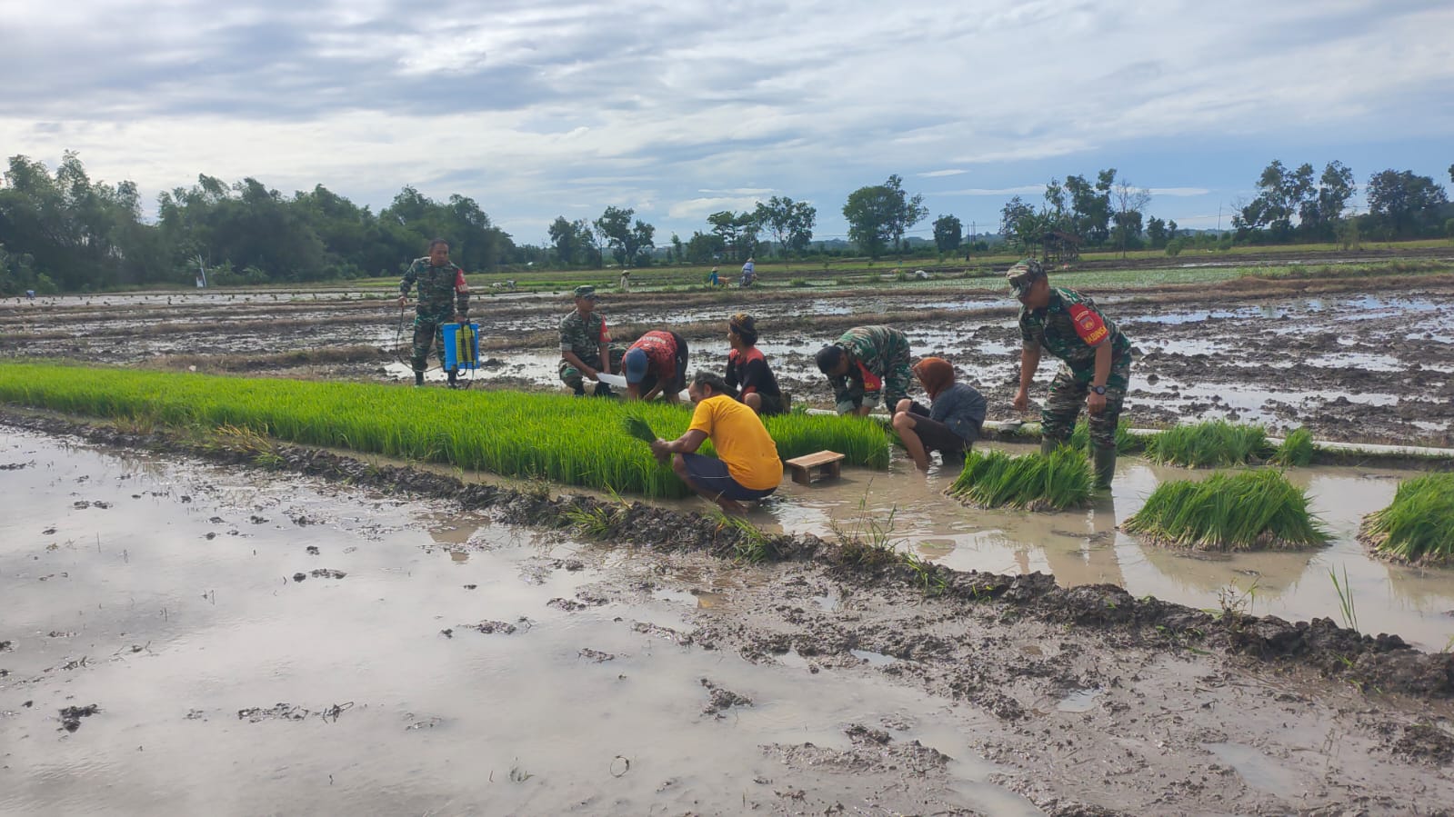 Tingkatkan Hasil Panen,Babinsa Kodim Boyolali Dampingi Petani