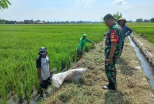 Babinsa Sawit Bersama Petani Galakkan Gropyokan Hama Tikus