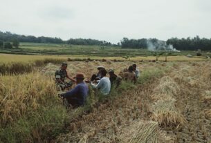 Dukung Ketahanan Pangan Babinsa Klego Dampingi Petani Jaten Panen