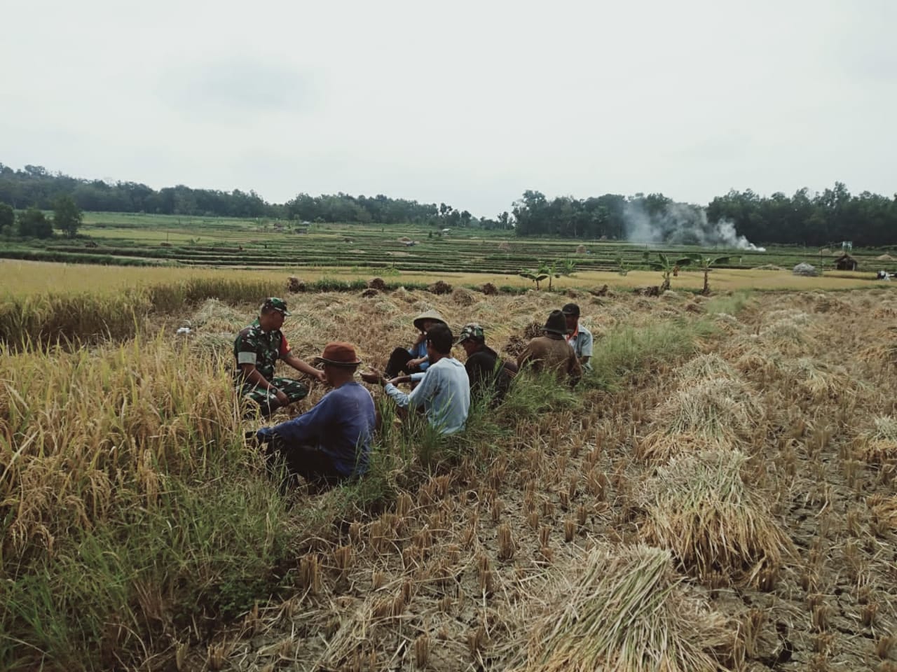 Dukung Ketahanan Pangan Babinsa Klego Dampingi Petani Jaten Panen