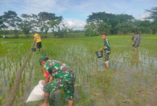 Pemupukan Padi oleh Petani di Dampingi Babinsa Pilangsari