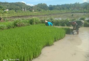 Penuh Semangat Babinsa Simo Terjun Ke Sawah Bantu Petani