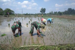 Percepat Masa Tanam Sriyatno Dampingi Petani Tanam Padi