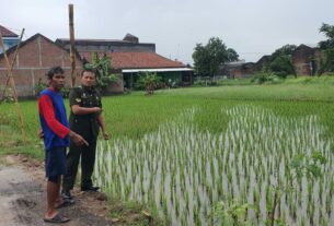 Terjun Ke Sawah, Babinsa Kadipiro Berikan Motivasi Kepada Petani, Tingkatkan Ketahanan Pangan Wilayah