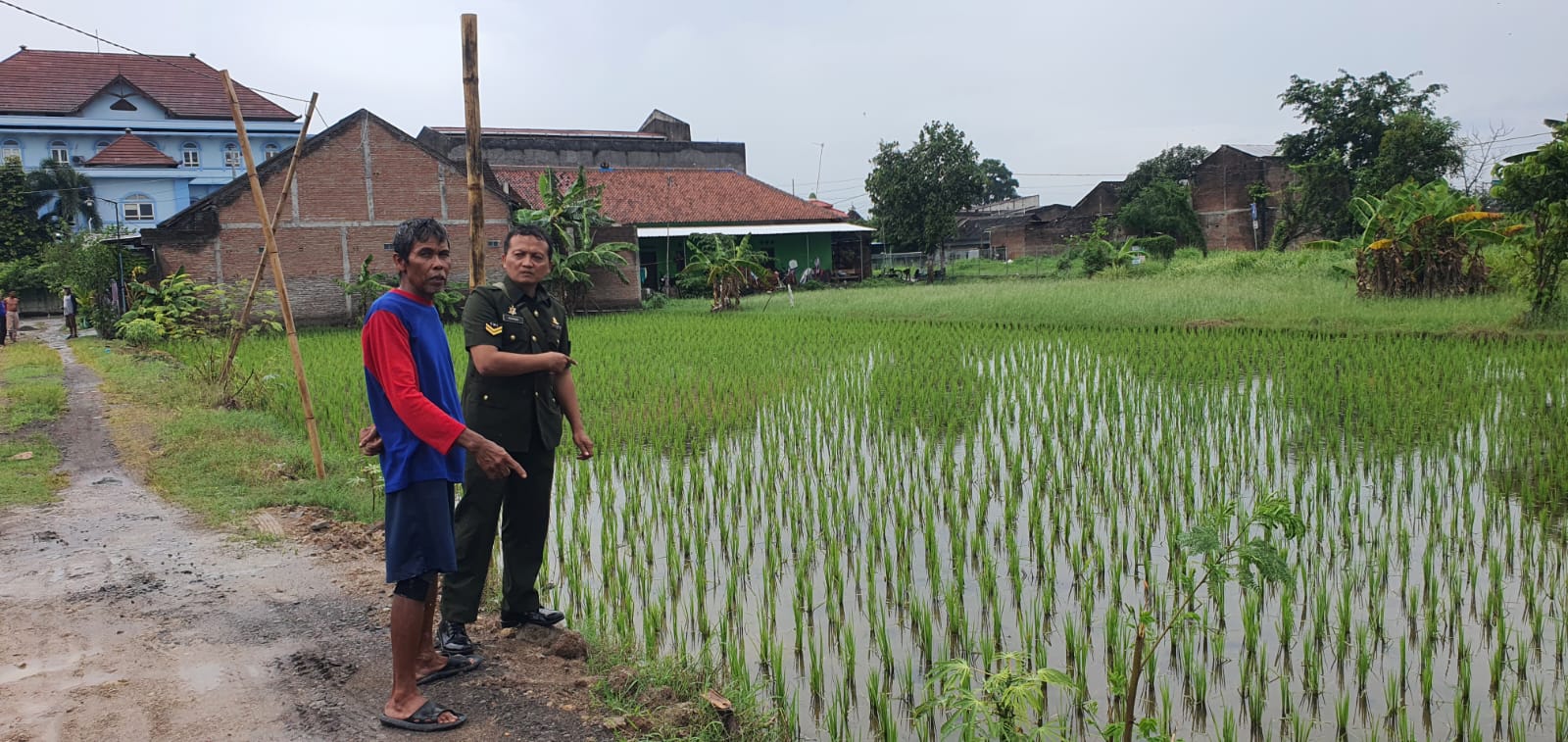 Terjun Ke Sawah, Babinsa Kadipiro Berikan Motivasi Kepada Petani, Tingkatkan Ketahanan Pangan Wilayah