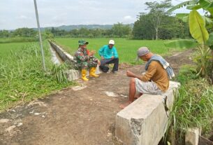 Babinsa Simo Terjun Ke Sawah Bantu Berantas Hama Keong