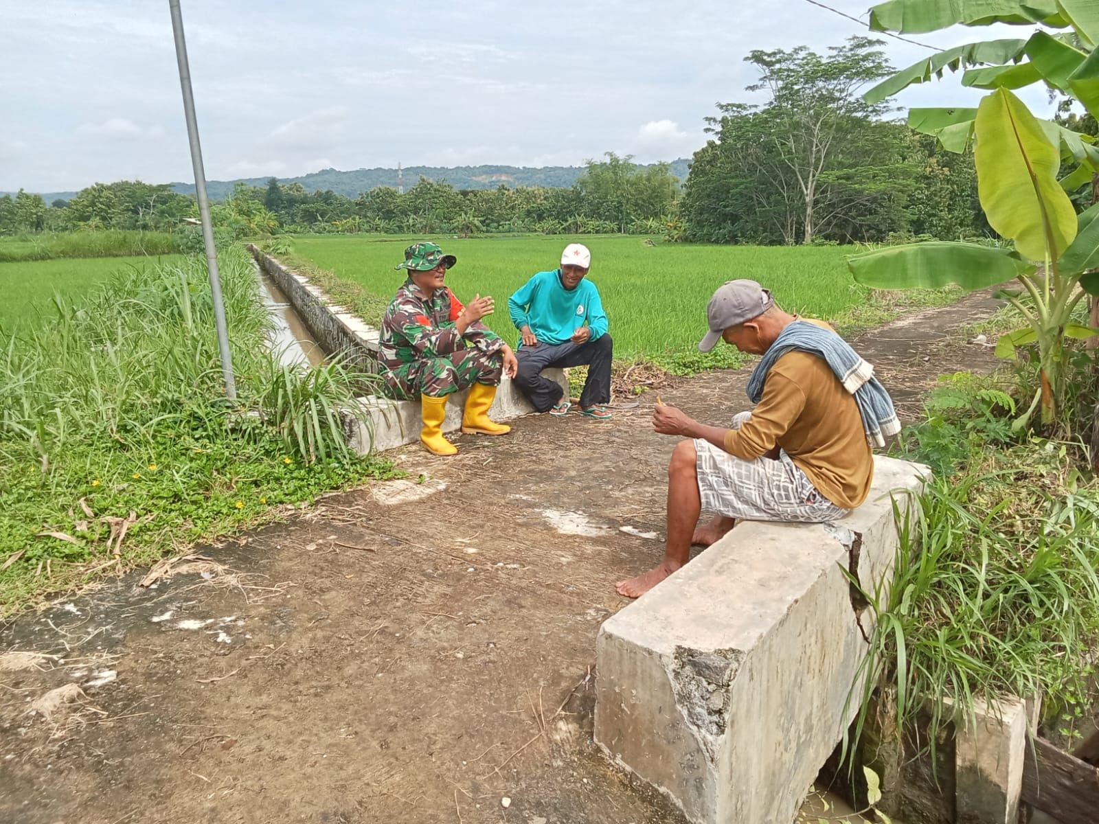 Babinsa Simo Terjun Ke Sawah Bantu Berantas Hama Keong