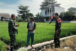 Dukung Ketahanan Pangan Wilayah, Danramil 01/Laweyan Survei Lokasi Pertanian di Wilayah Binaan