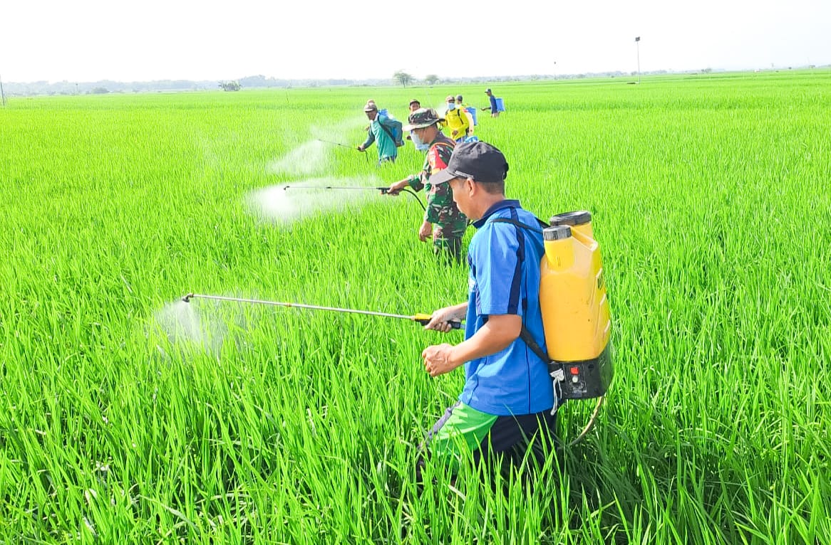 Dukung Ketahanan Pangan, Babinsa Koramil Kepohbaru Bojonegoro bantu Petani Desa Cengkir berantas OPT
