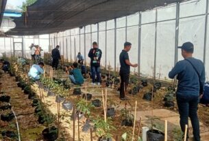 Dukung Program Ketahanan Pangan, Warga Binaan Rutan tanam Cabai dan Tomat