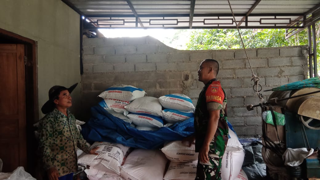 Dukung Swasembada Pangan Babinsa Klego Lakukan Pengecekan Pupuk Di Desa Gondanglegi