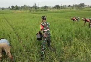 Babinsa Bantu Petani Pupuk Tanaman Padi Guna Capai Hasil yang Lebih Baik