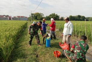 Cegah Hama, Babinsa Dampingi Petani Penyemprotan