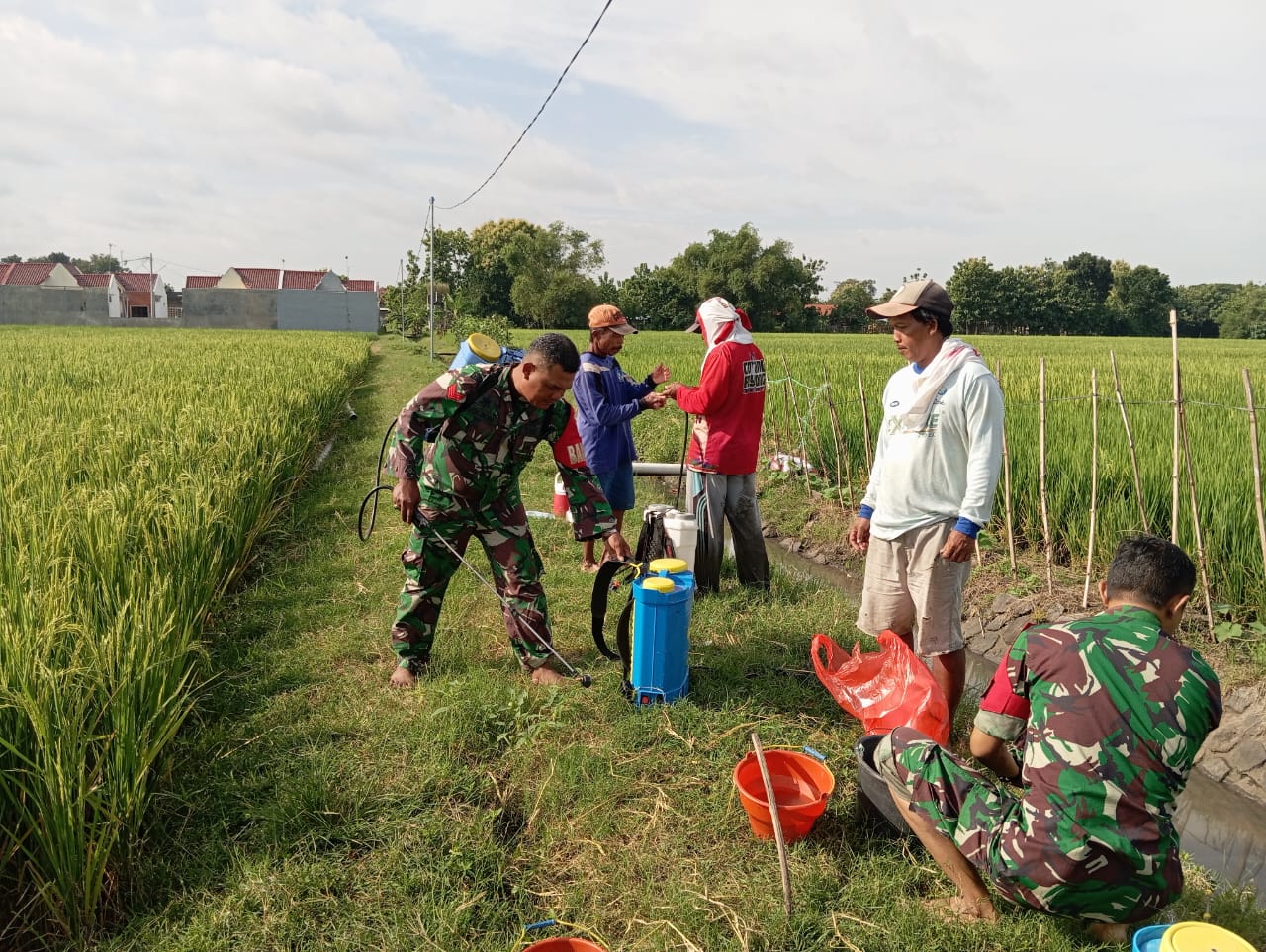 Cegah Hama, Babinsa Dampingi Petani Penyemprotan