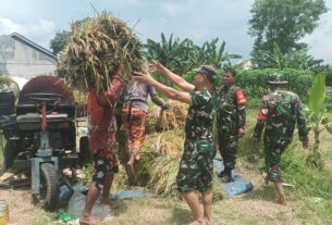 Sukseskan Ketahanan Pangan, Pasiter Kodim 0735/Surakarta Bersama Anggota Koramil 01/Laweyan, Bantu Petani Panen Padi