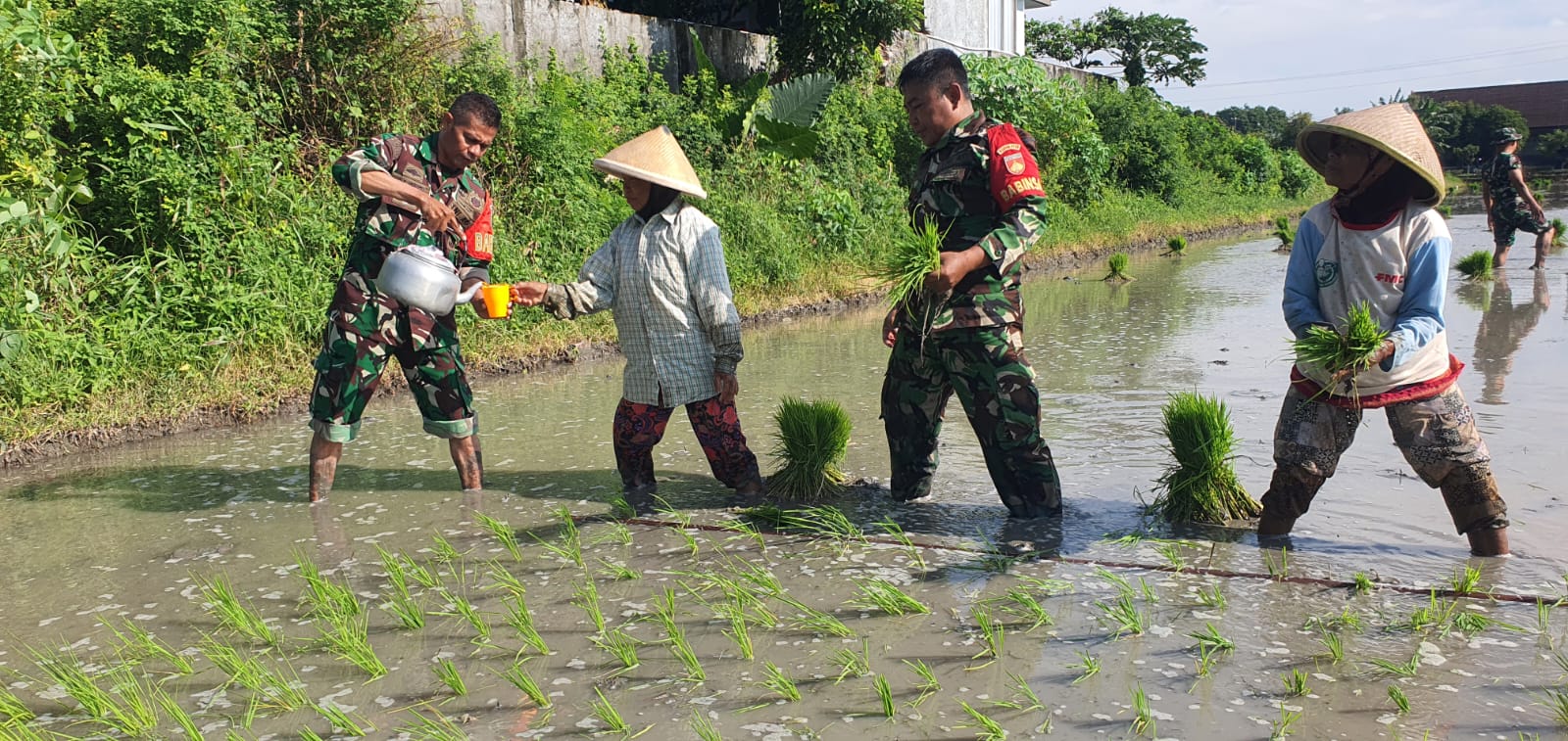 Tingkatkan Swasembada Pangan, Kodim Surakarta Terjunkan Babinsanya Bantu Petani Tanam Padi