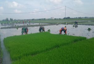 Babinsa Bantu Cabut Benih Padi, Wujud Kemanunggalan TNI dan Rakyat