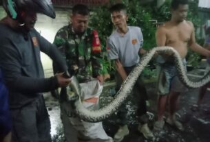 Gercep...!!! Babinsa Kampung Baru Bersama Petugas Damkar Berhasil Evakuasi Penemuan Ular Piton di Pemukiman Warga
