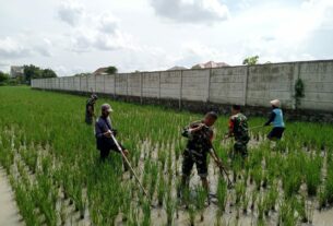 Dukung Swasembada Pangan, Dandim 0735 /Surakarta Turun ke Sawah Berikan Motivasi Dan Semangat Kepada Petani