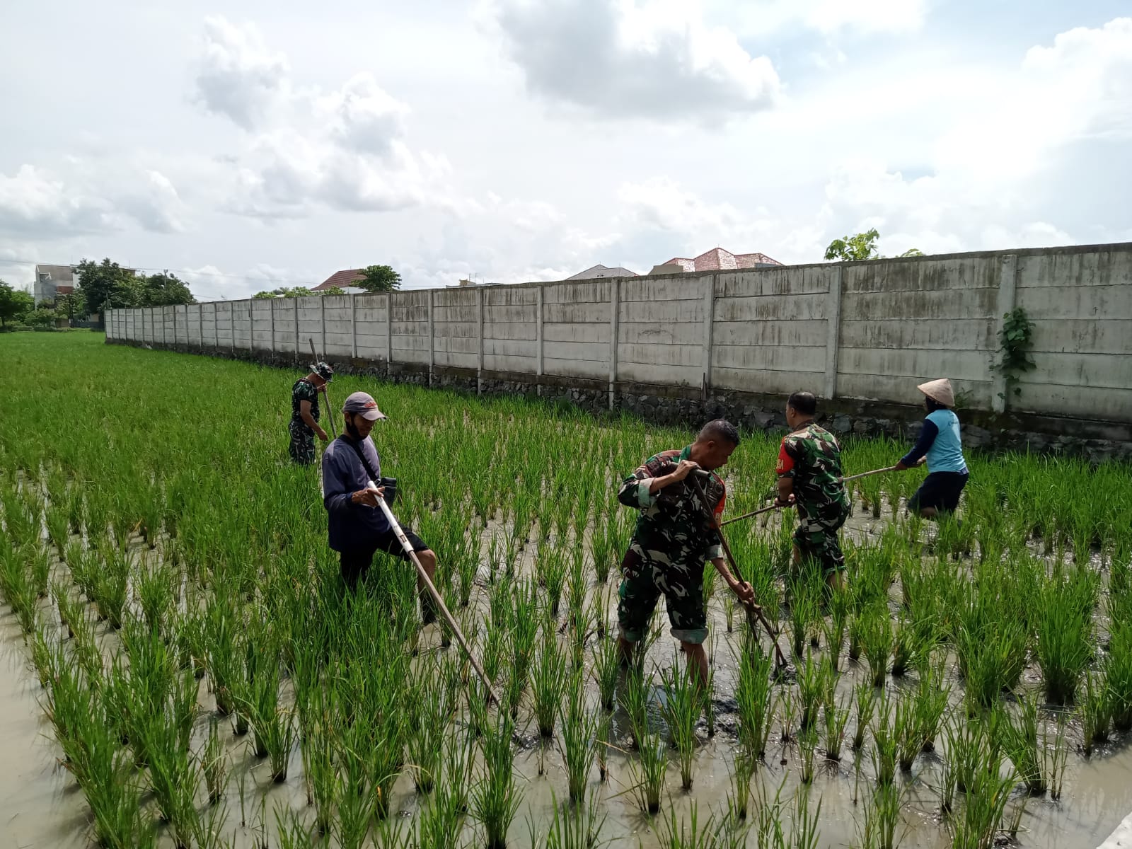 Dukung Swasembada Pangan, Dandim 0735 /Surakarta Turun ke Sawah Berikan Motivasi Dan Semangat Kepada Petani